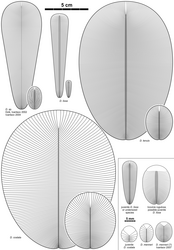 Diagram of various Dickinsonia species