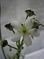 Dionaea muscipula close-up flower