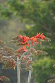 Erythrina variegata