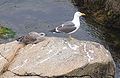 Mother gull and her baby