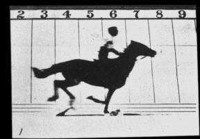 “萨莉·加德纳”原始1878年版系列动画，不包含第12帧（停下的马）。