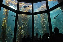 Photo of 50-foot-tall (15 m) yellow plants in water behind glass wall divided into sections.