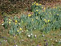 A group Narcissus hispanicus