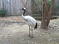 A red-crowned crane