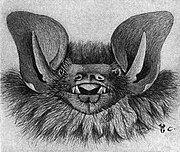 Drawing of bat head