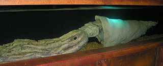 #463 (3/1/2002) Giant squid caught around 160 km off the Hebrides, preserved at the National Marine Aquarium in Plymouth, England