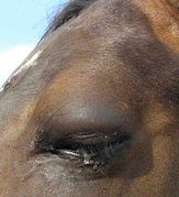 Swelling of the upper eyelid caused by a physical impact to the area