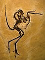 1970年代在索尔恩霍芬发现的印石板始祖鸟（Archaeopteryx lithographica）
