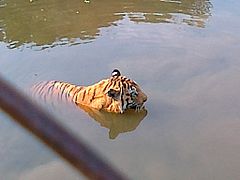 Bengal tiger in Maitri Bagh lake