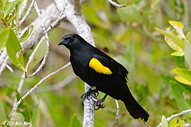 The yellow-shouldered blackbird, locally known as mariquita.