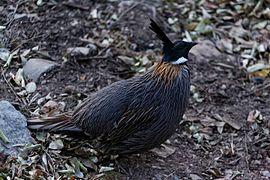 勺雞(Pucrasia macrolopha)