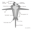 20210708_Schinderhannes_bartelsi_diagrammatic_reconstruction