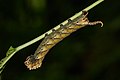 Larva