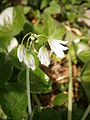 Allium triquetrum