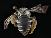 Posterior view of a female