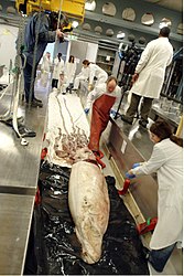 #487 (15/3/2004) Specimen nicknamed "Archie" being imaged and measured in the Tank Room of the Natural History Museum (NHM) in London