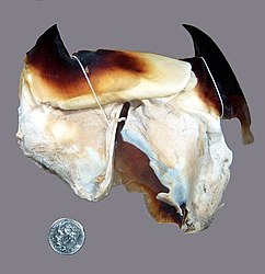 #34 (?/12/1874) Beak of the Fortune Bay specimen (preserved in 70% alcohol) as it appeared in 2007. Deposited at the Peabody Museum of Natural History.