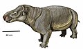 Asiocoryphodon conicus