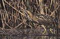 Great Bittern