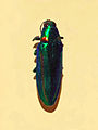 Chrysochroa rajah from Myanmar