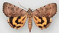 Catocala manitoba Manitoba underwing