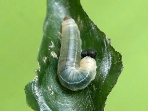 Larva