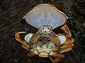 Crab with exposed internal anatomy