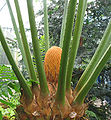 Cycas circinalis, pollen cone