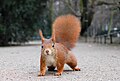 Red squirrel Credit: Ray eye License: CC-BY-SA 2.0-DE
