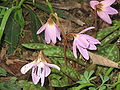 Erythronium dens-canis 'Rose Queen' close-up