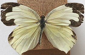 墨西哥黄粉蝶 Eurema mexicana