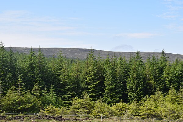 Part of the forestry in Barroskey, Ireland. The lower half of the image shows the middle to top parts of green trees; their trunks cannot be seen. The upper half shows the horizon and a clear sky.