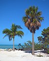 Palms at Ft. Zachary Taylor, Florida: 2023