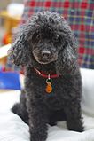 Black Poodle