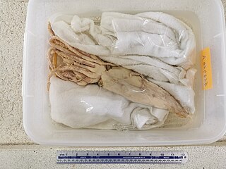 #555 (14/6/2013) "Specimen A", one of two juvenile giant squid caught off Hamada, Shimane Prefecture, Japan, on 14 June 2013. Preserved in 70% ethanol at Shimane Prefectural Fisheries Technology Center.