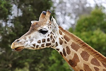 Giraffe at Melbourne Zoo