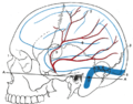 Relations of the brain and middle meningeal artery to the surface of the skull