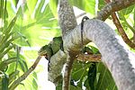 隐藏在面包树中的小安德烈斯岛鬣蜥