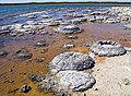 Image 74Lithified stromatolites on the shores of Lake Thetis, Western Australia. Archean stromatolites are the first direct fossil traces of life on Earth. (from History of Earth)