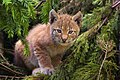 A Eurasian Lynx kitten. Isn't she pretty? Hope you're doing well:).Nina Odell 14:03, 8 January 2007 (UTC)