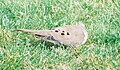 Mourning Dove feeding.