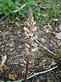 Orobanche hederae