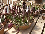 Stapelia leendertziaeex Scott Sykes (Asclepiadaceae)