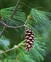 cone and foliage