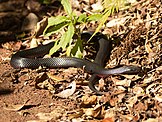 Red-bellied black snake