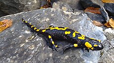火蝾螈（Salamandra salamandra）鲜艳的肤色能向猎食者传达出显眼的警告讯息，并且牠们的皮肤能制造剧毒蝾螈碱来保护自己。