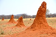 纳米比亚的蚁丘。