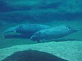 West Indian Manatee