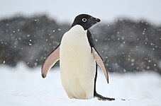 Adélie penguin (Pygoscelis adeliae)