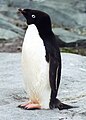 Adelie Penguin Pygoscelis adeliae